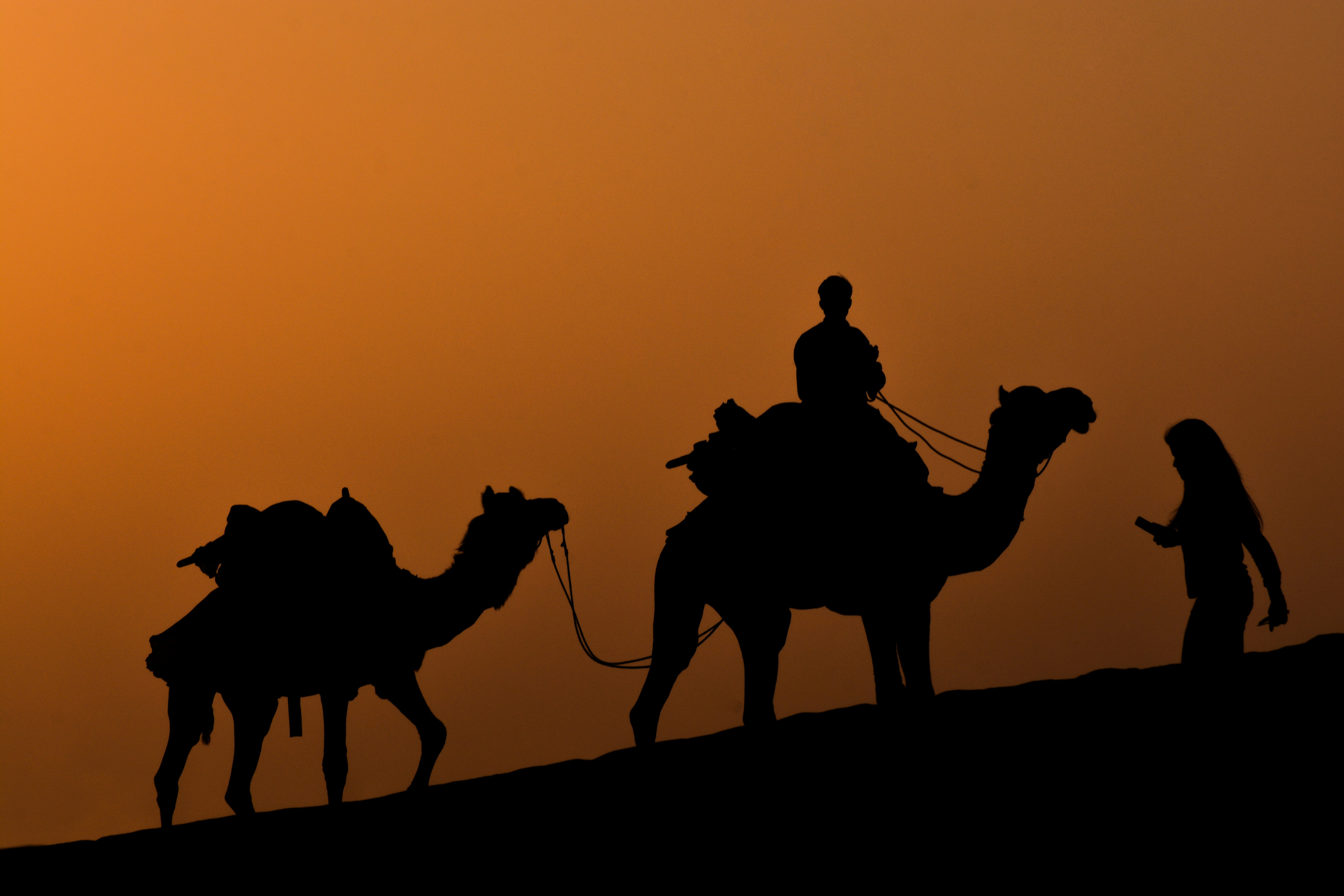 Camel Ride